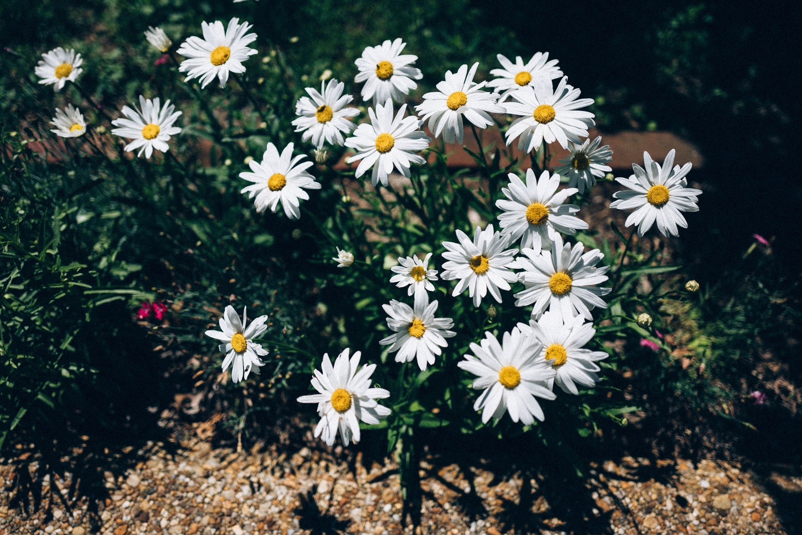 Daisies in Sunlight