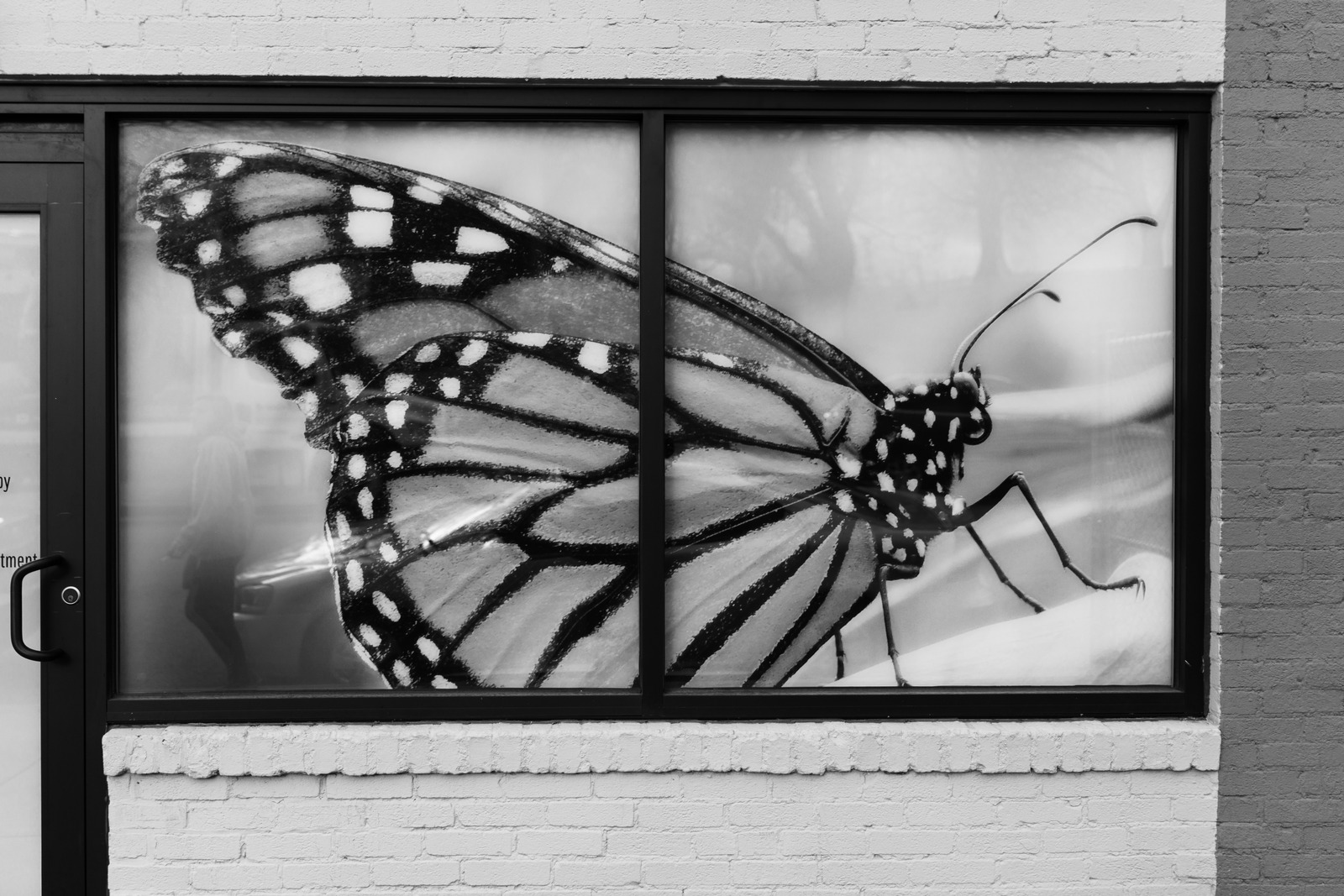 Monochrome Butterfly Window