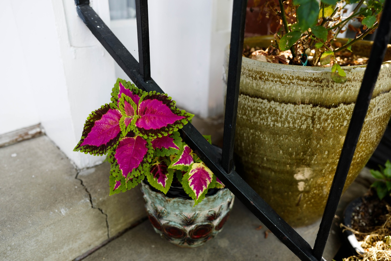 Vibrant Green and Pink