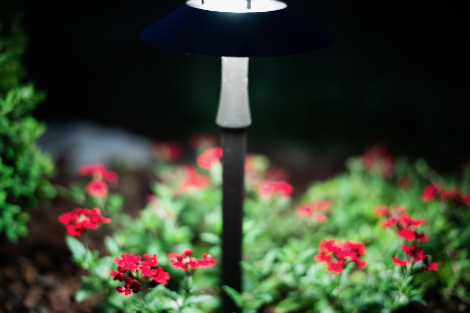 Illuminated Night Blooms