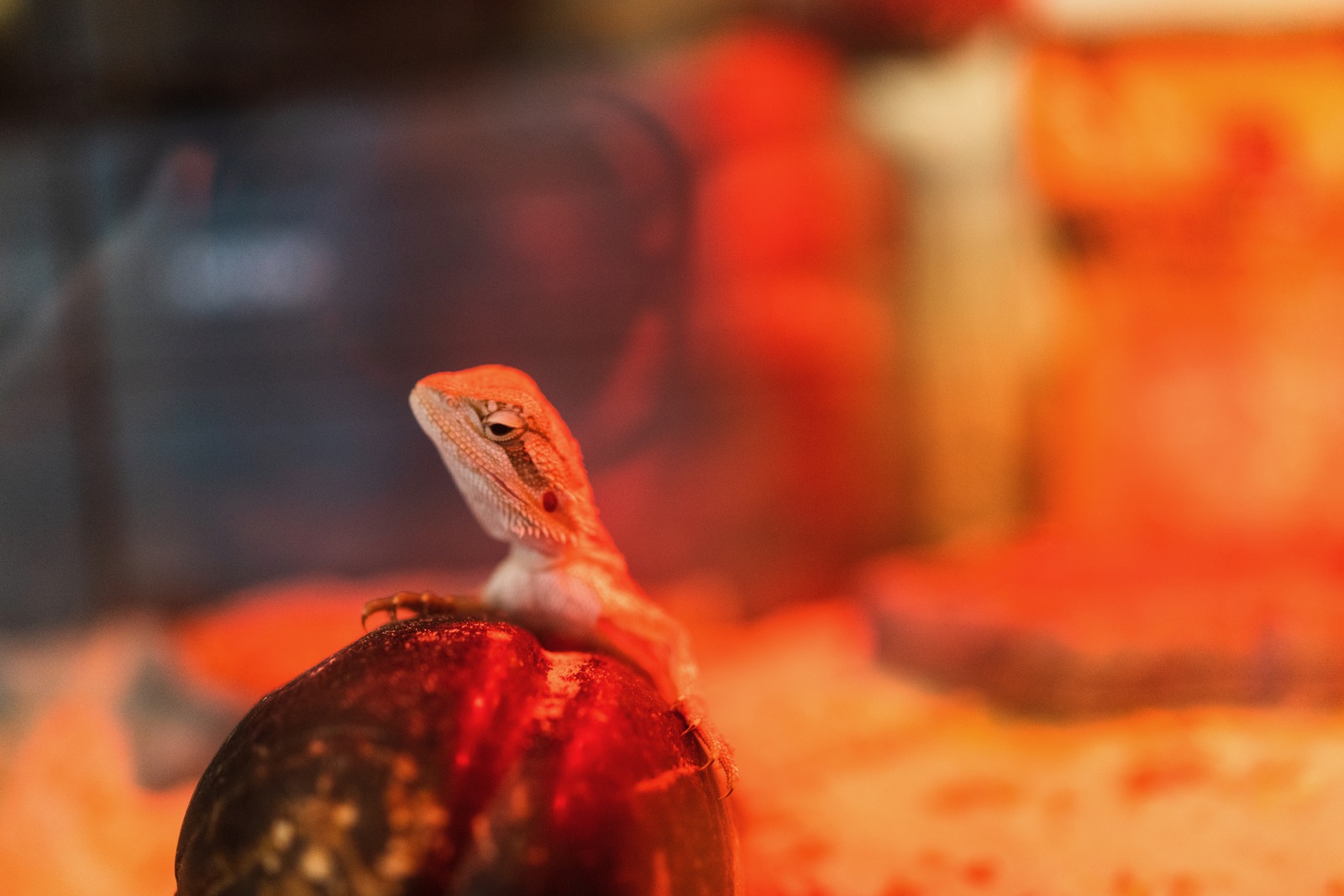 Serene Lizard Portrait