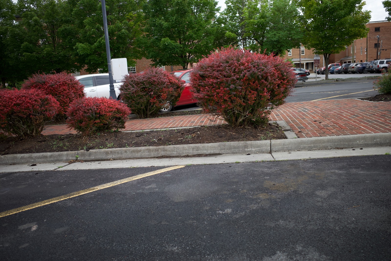 Urban Flora in Contrast