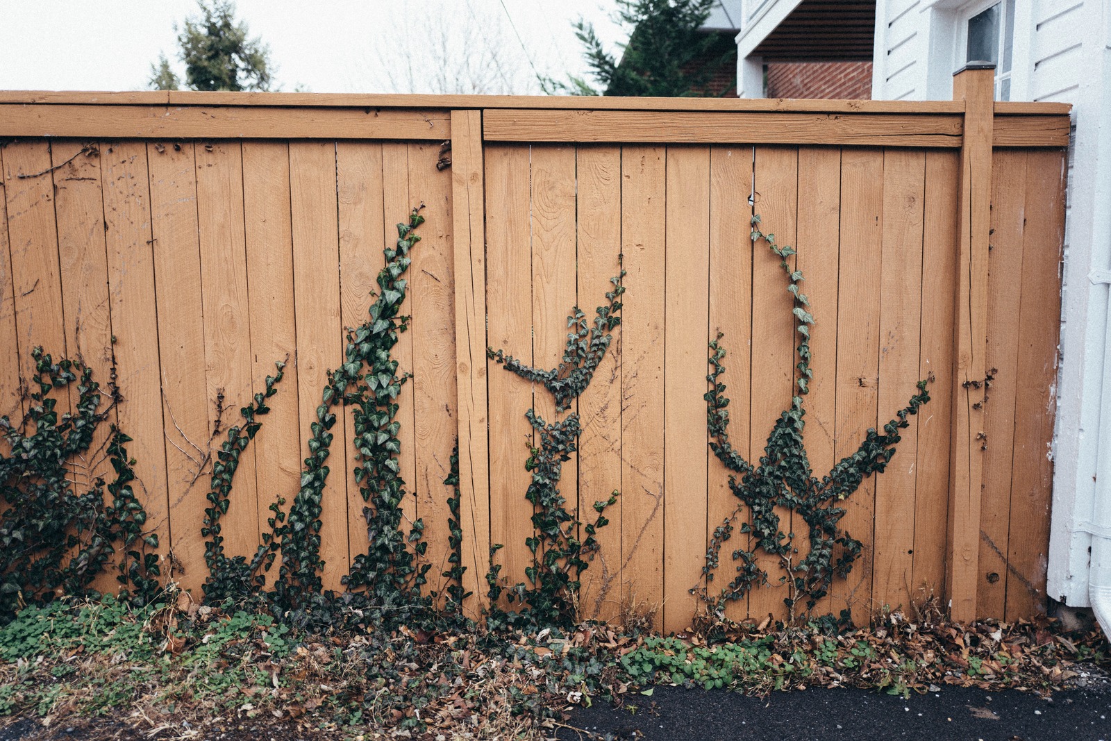 Nature's Embrace on Wood