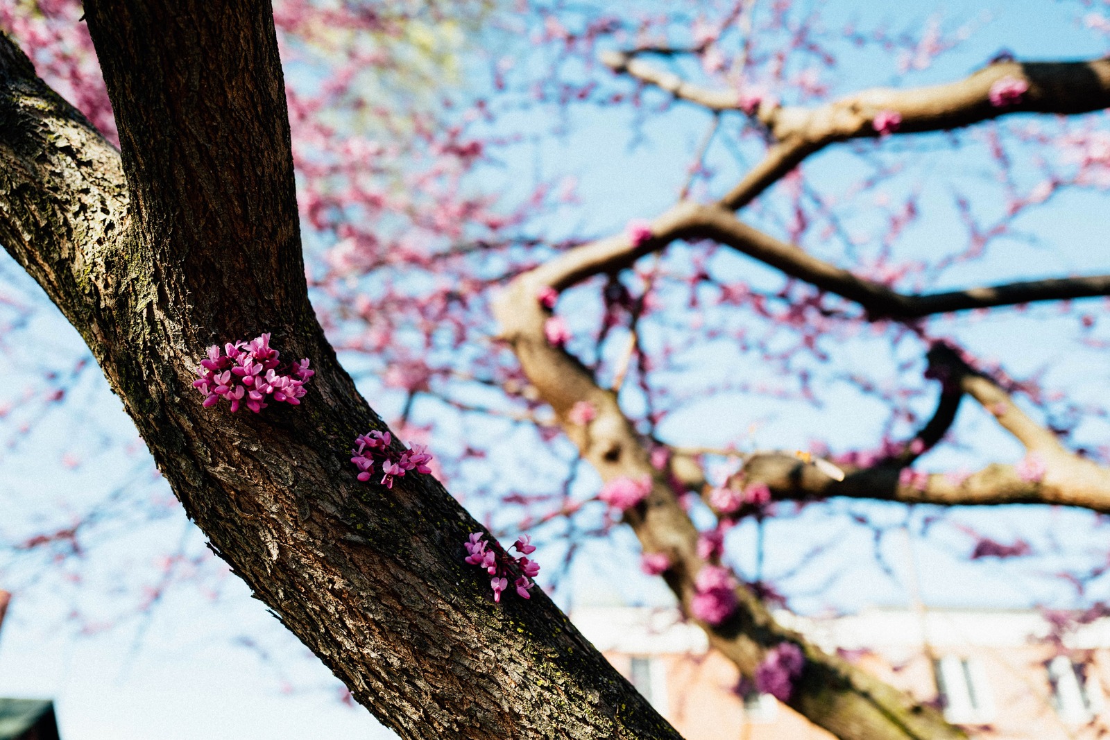 Blossoms in the Breeze