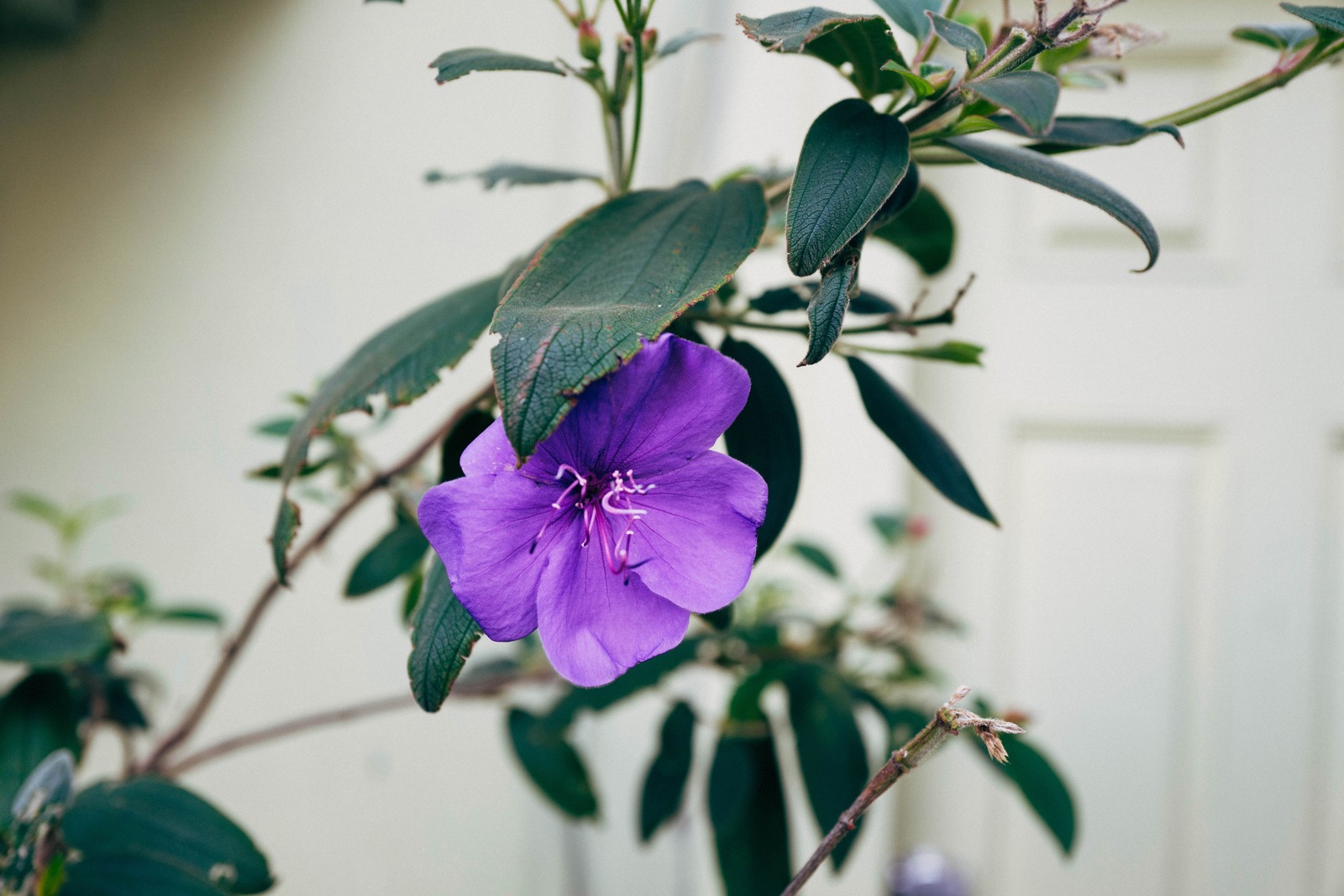 Vibrant Bloom Against Subtle Backdrop