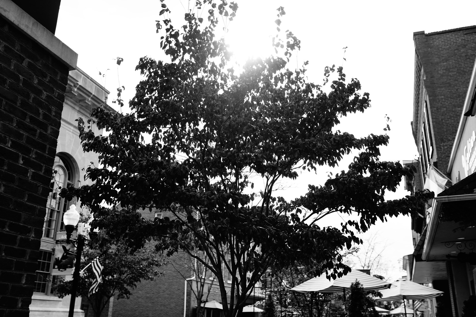 Silhouetted Serenity