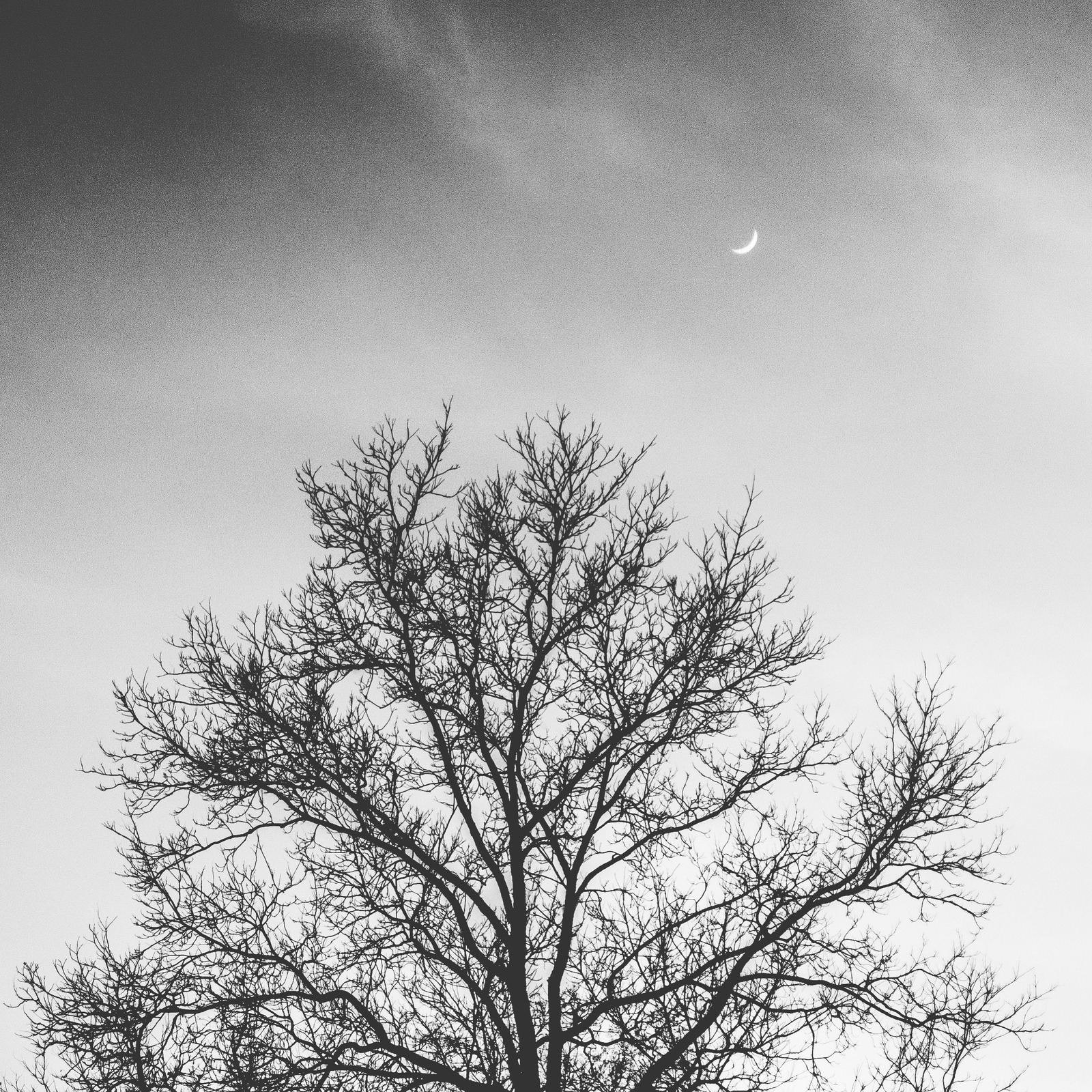 Silhouette of Solitude