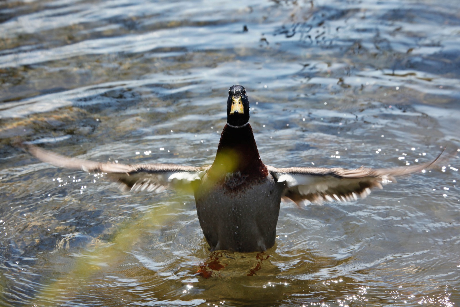 Majestic Duck Display