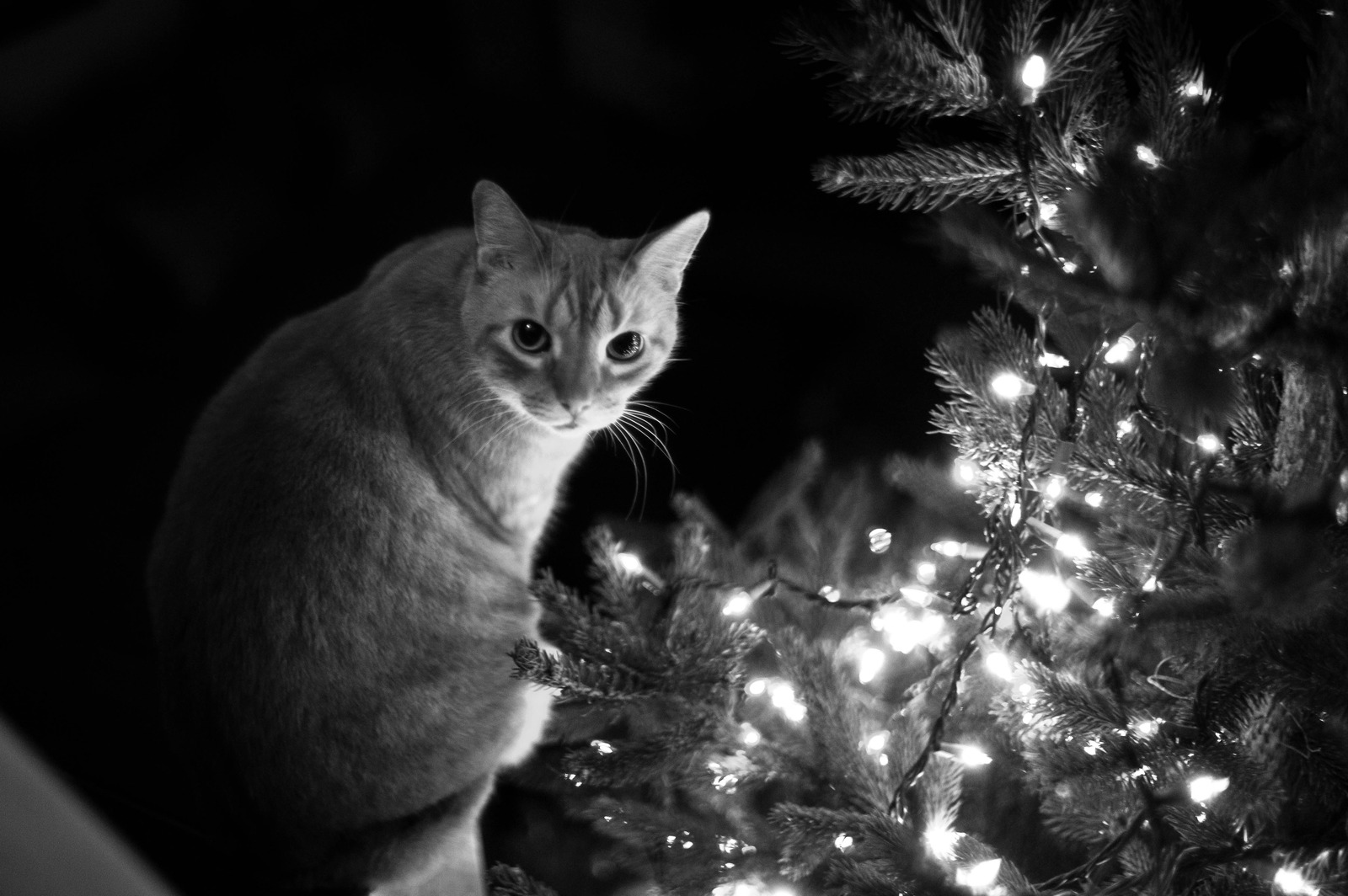Curious Cat by the Tree