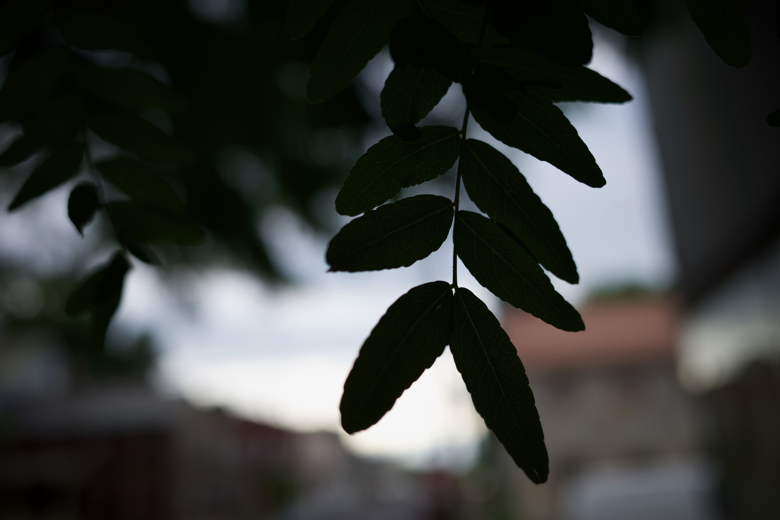 Silhouetted Leaves in Soft Light