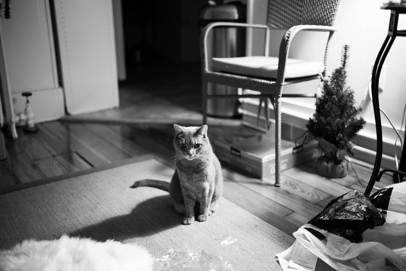 Quiet Moment with a Cat