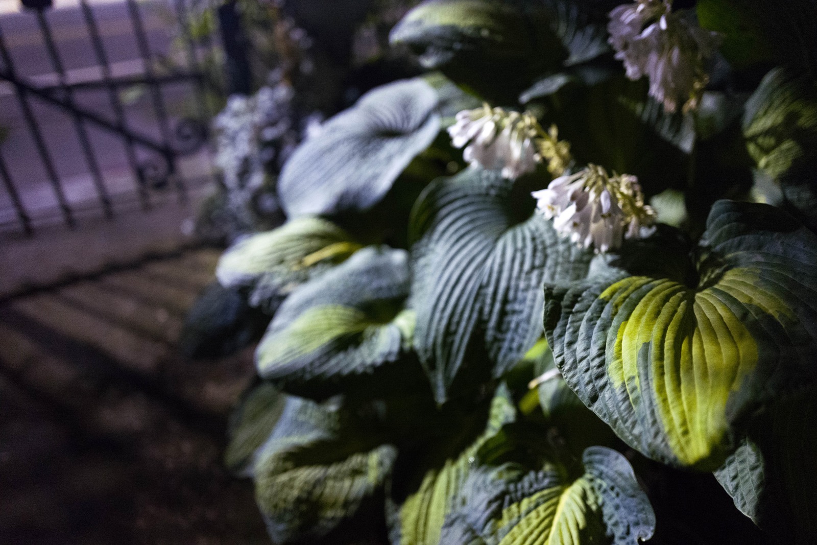 Midnight Garden Serenity