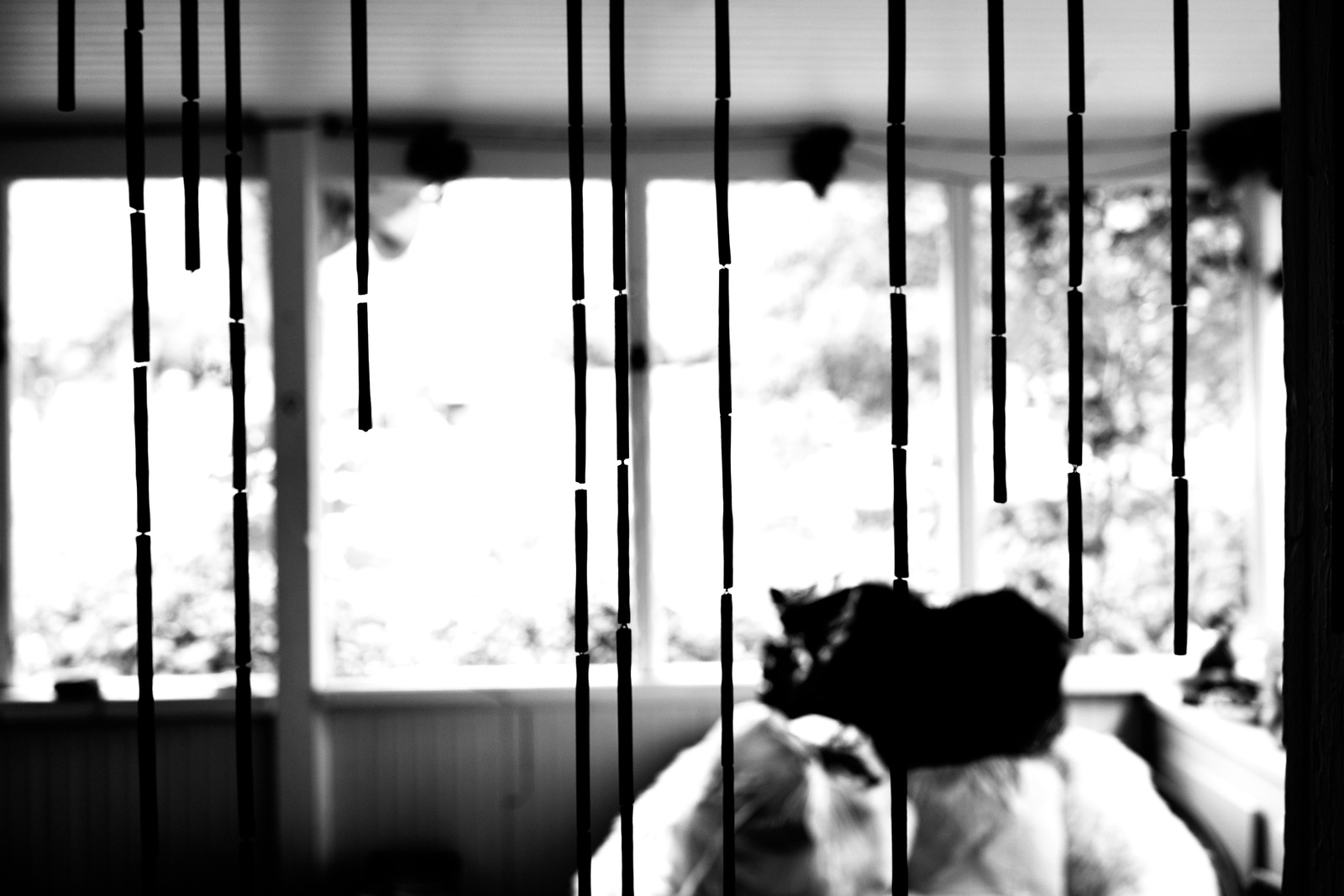 Whispers Behind Bamboo