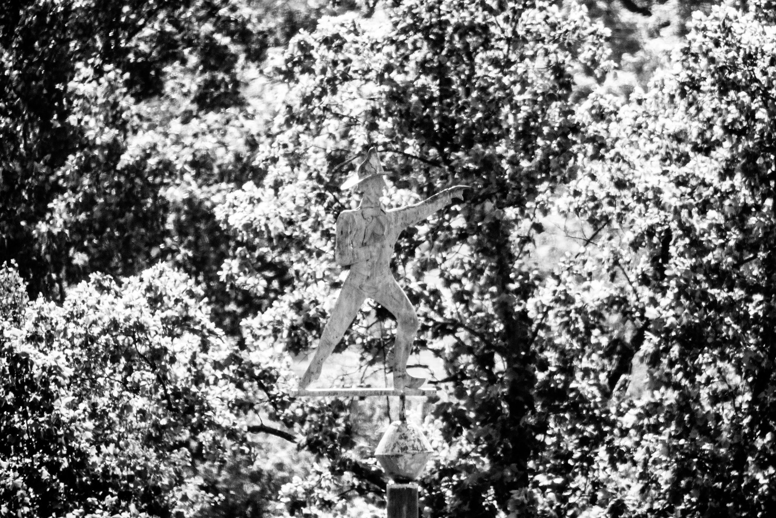 Timeless Sentinel of Nature