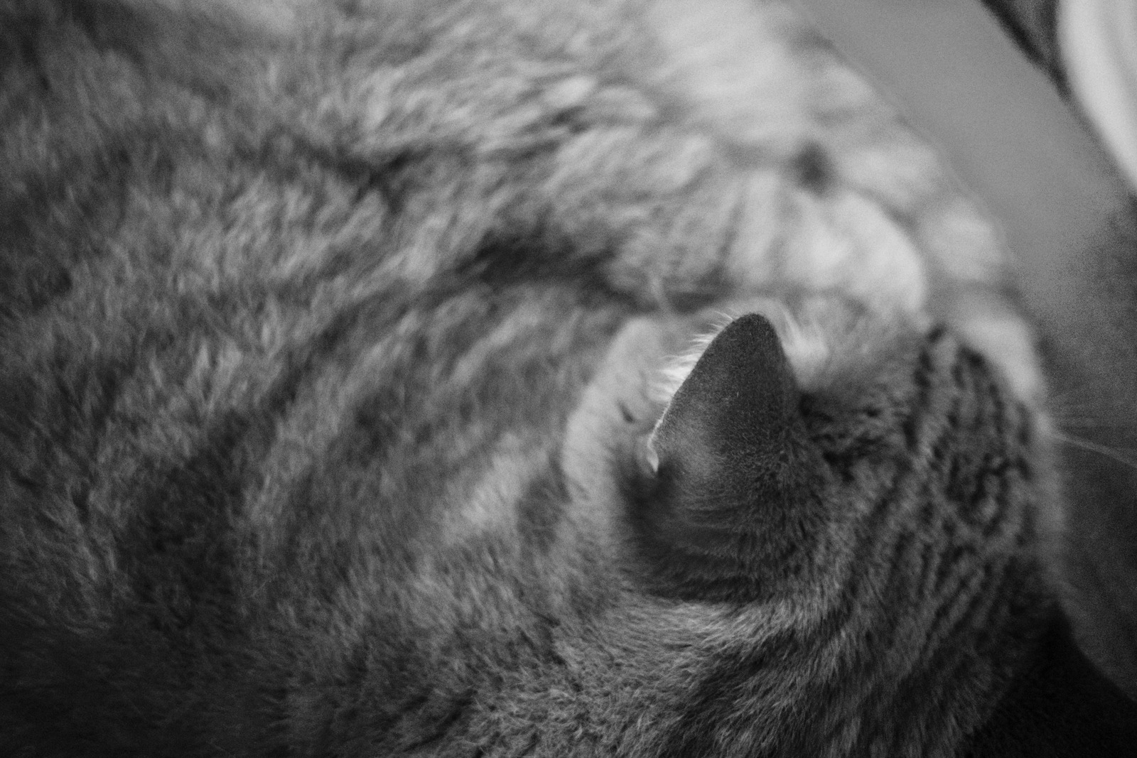 Whispers of a Sleeping Cat