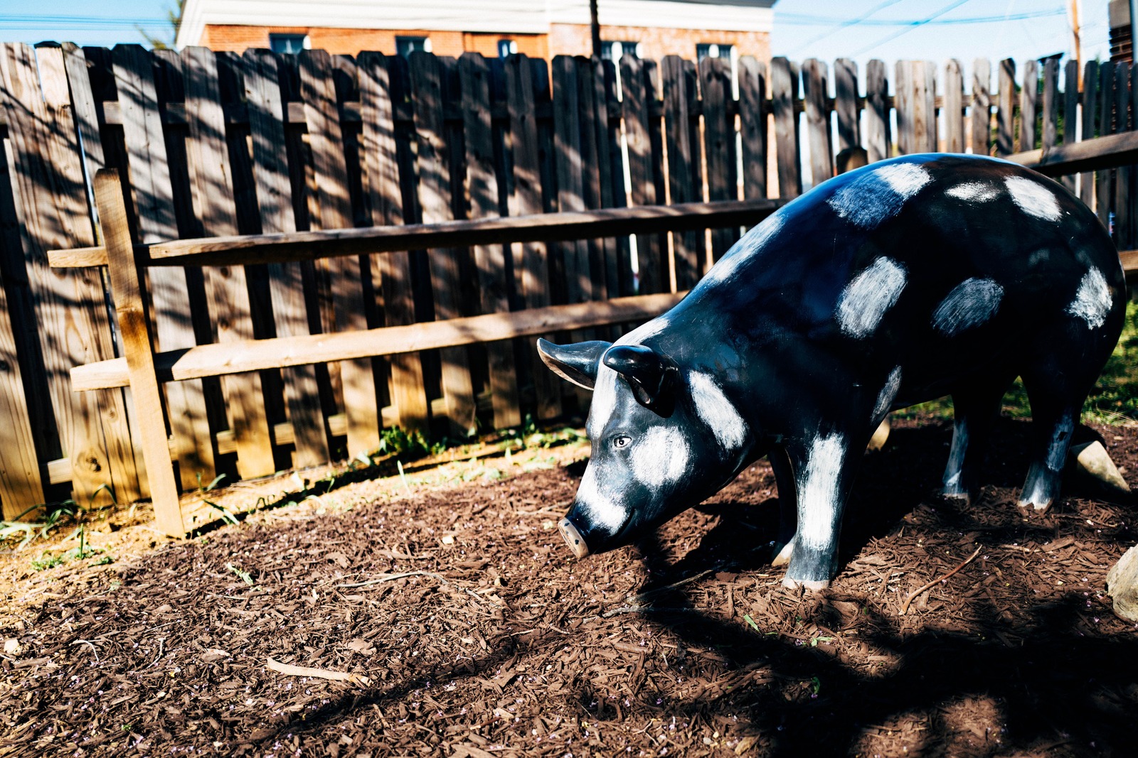 Whimsical Pig in Sunlight