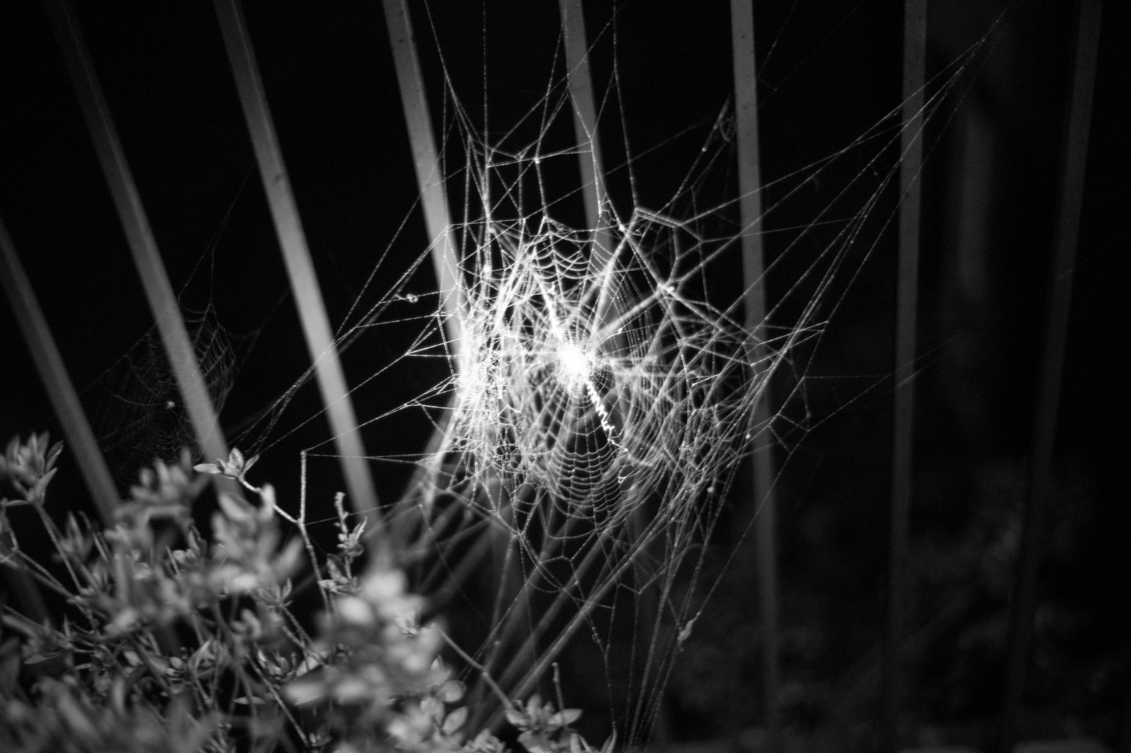 Glistening Threads of Night