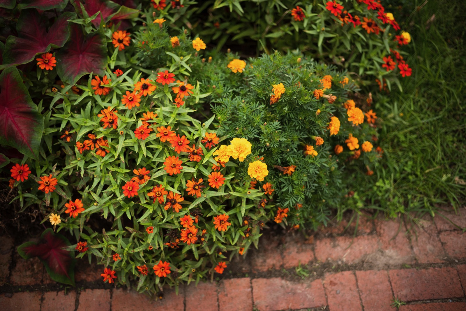 Vibrant Floral Harmony