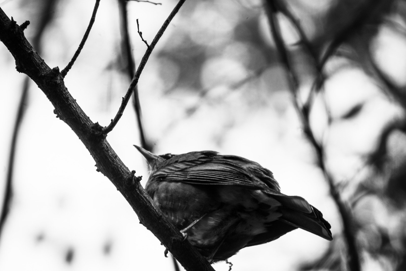 Silent Vigil in Shadows