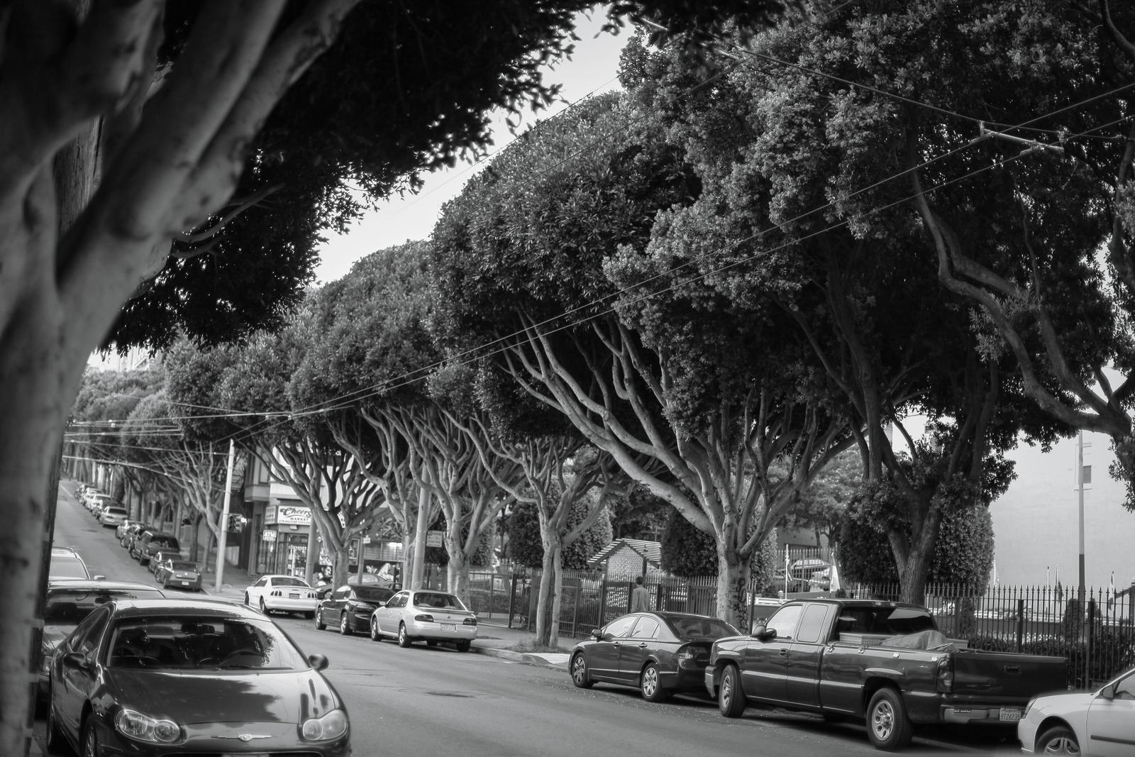 In the Shade of Silence