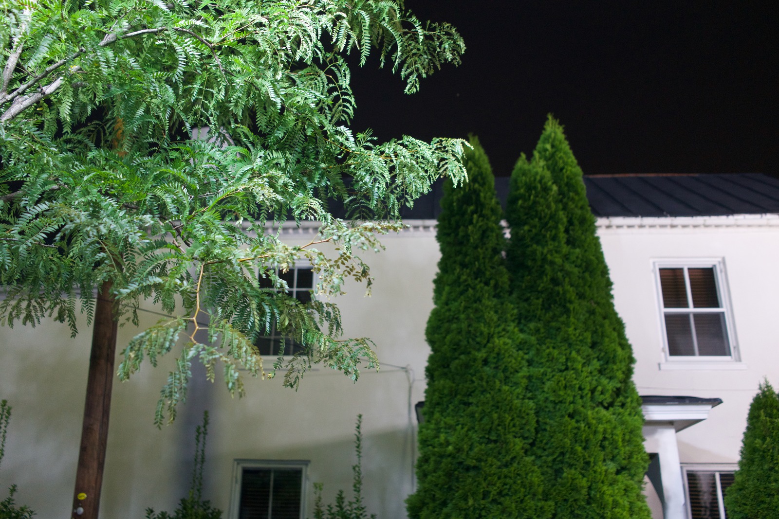 Whispers of the Night