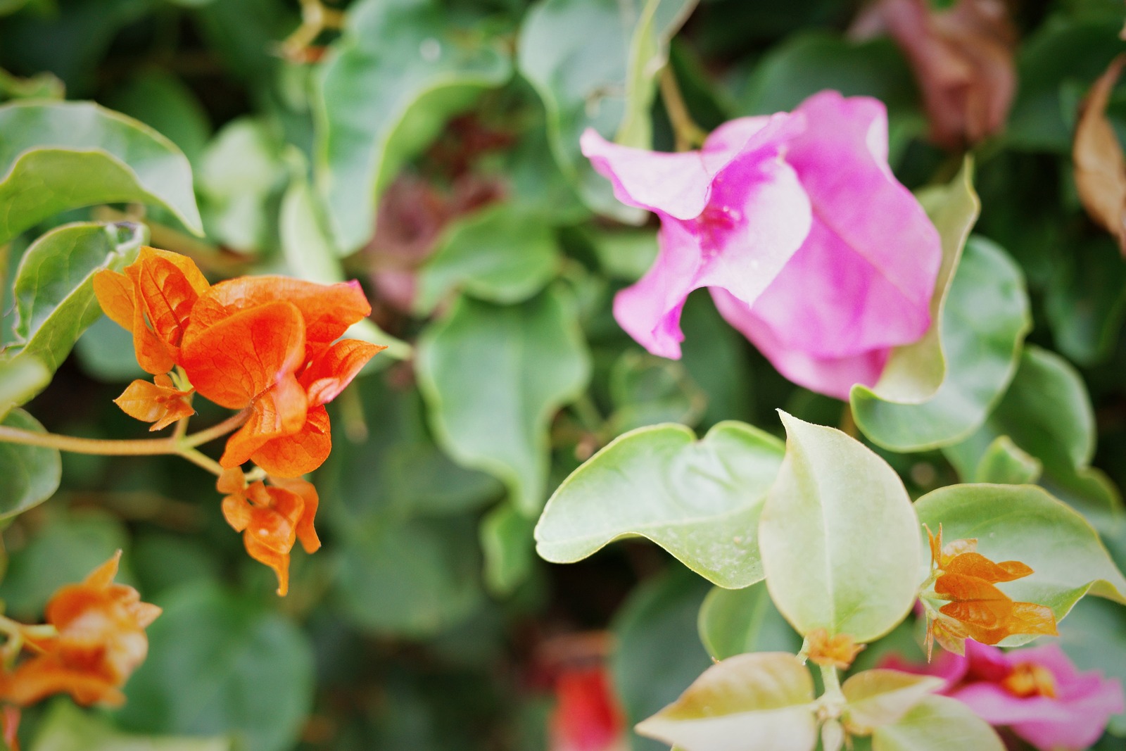 Vibrant Floral Contrast