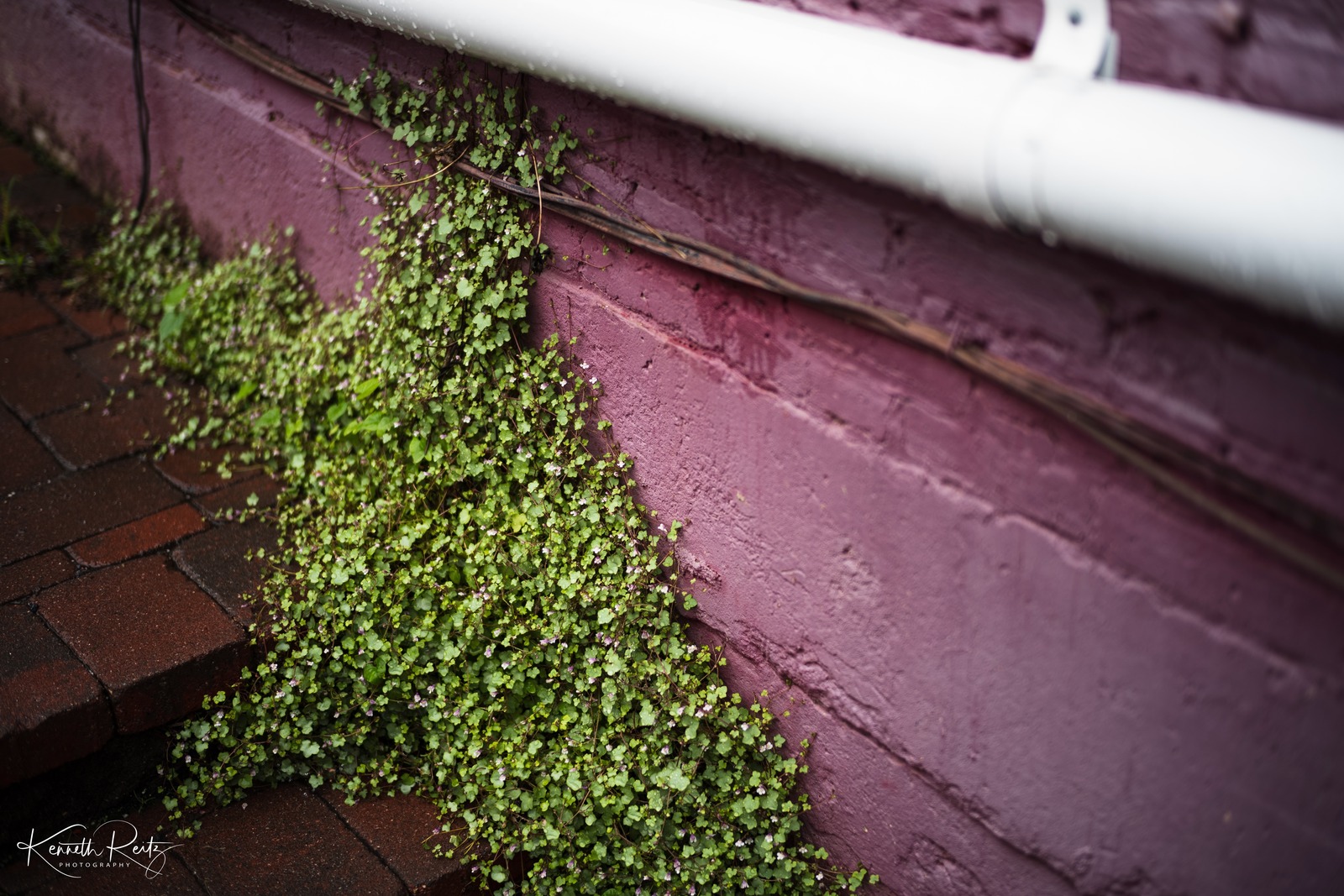 Nature's Embrace on Walls