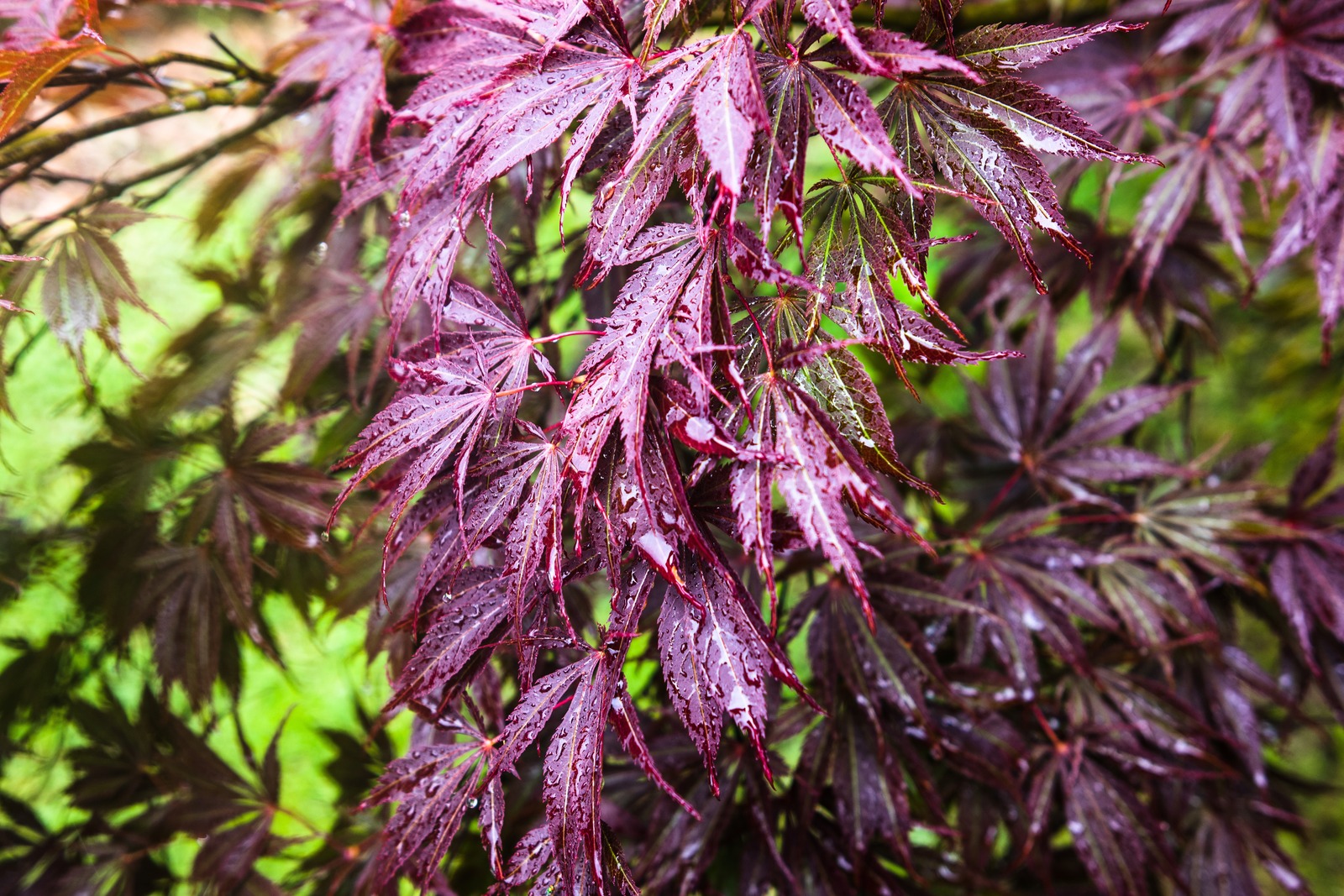 Glistening Burgundy Leaves