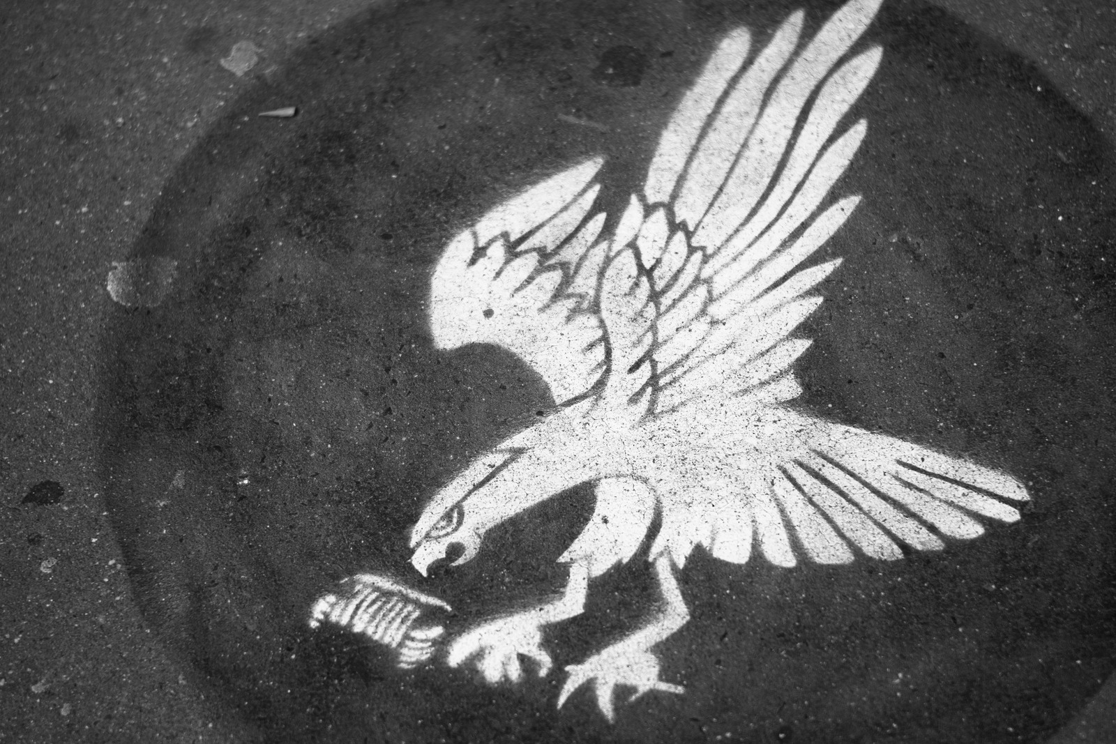 Urban Eagle in Flight