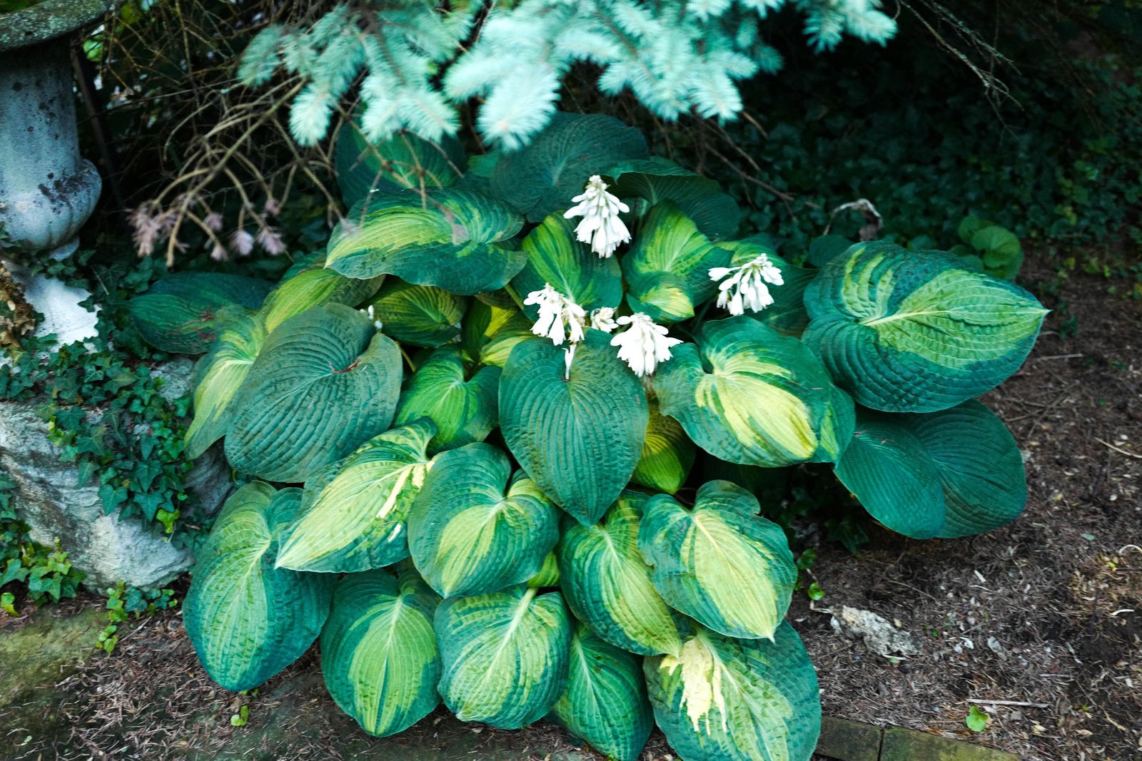 Lushness in the Shade