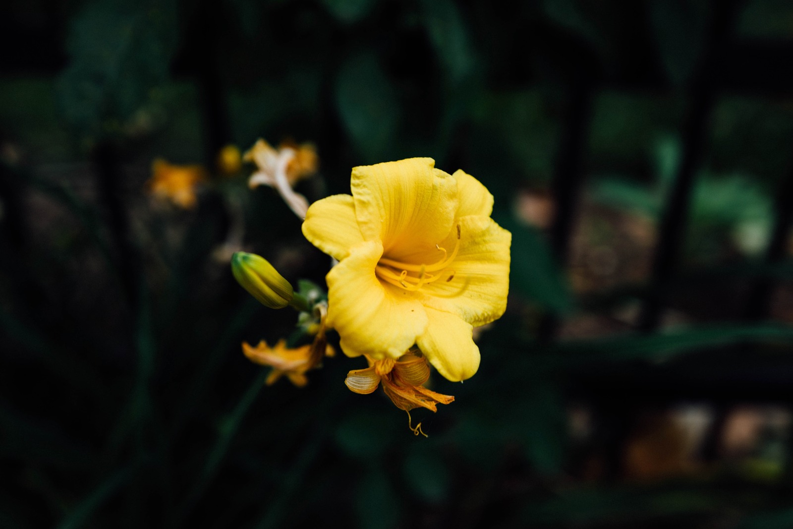 Radiant Yellow Bloom