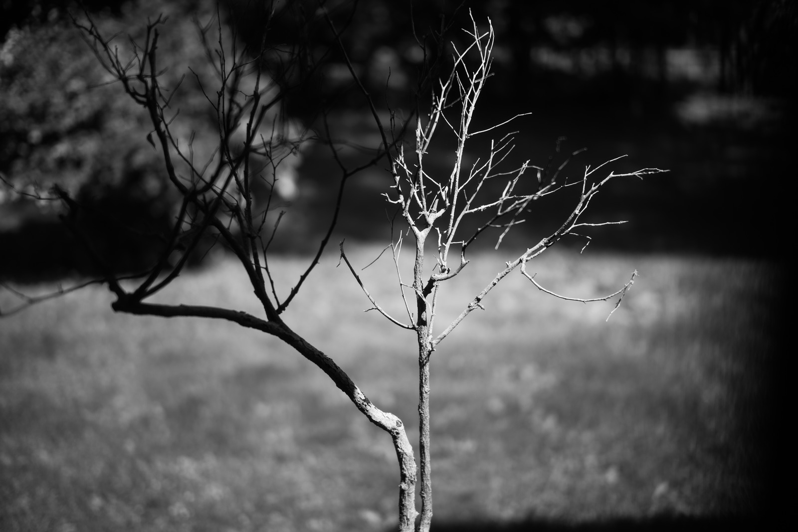 Lonely Branch in Monochrome
