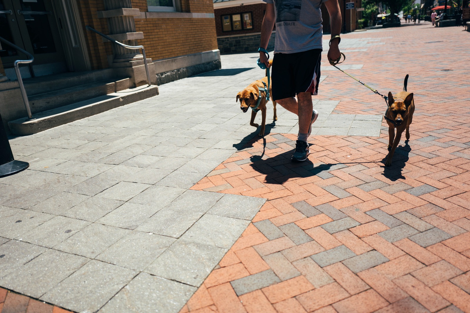 Sunny Stroll with Canines