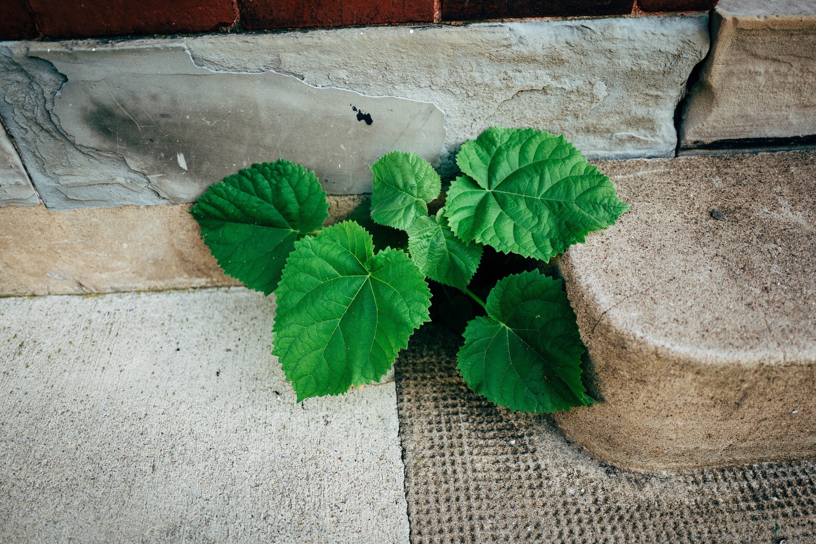 Resilience in Nature