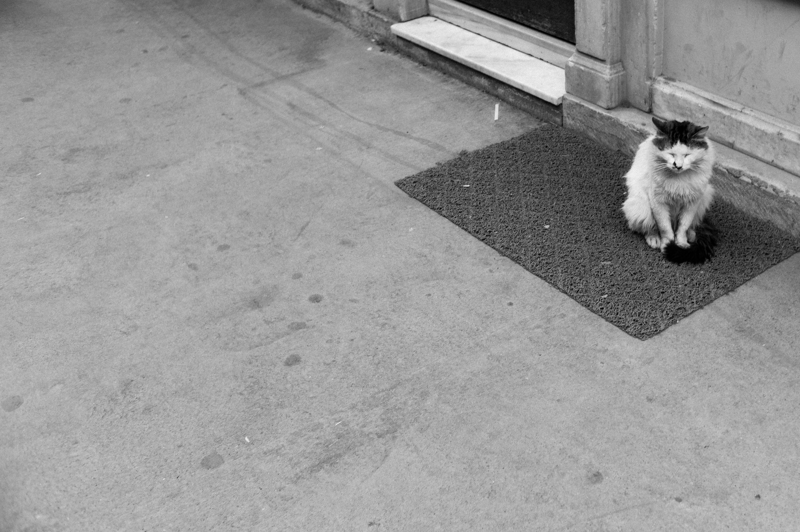 Solitary Feline Contemplation