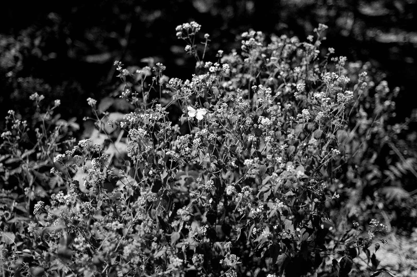 Whispers of Blossoms