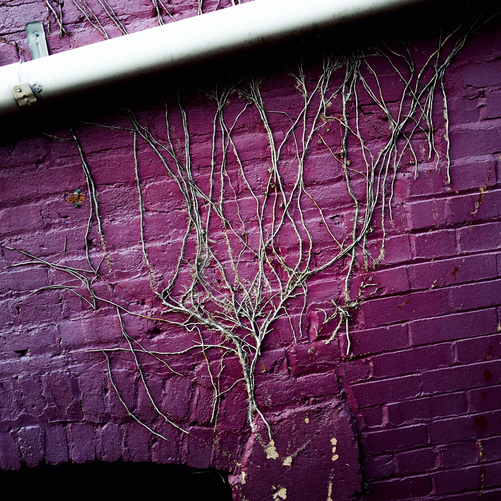 Nature’s Veins on Urban Canvas