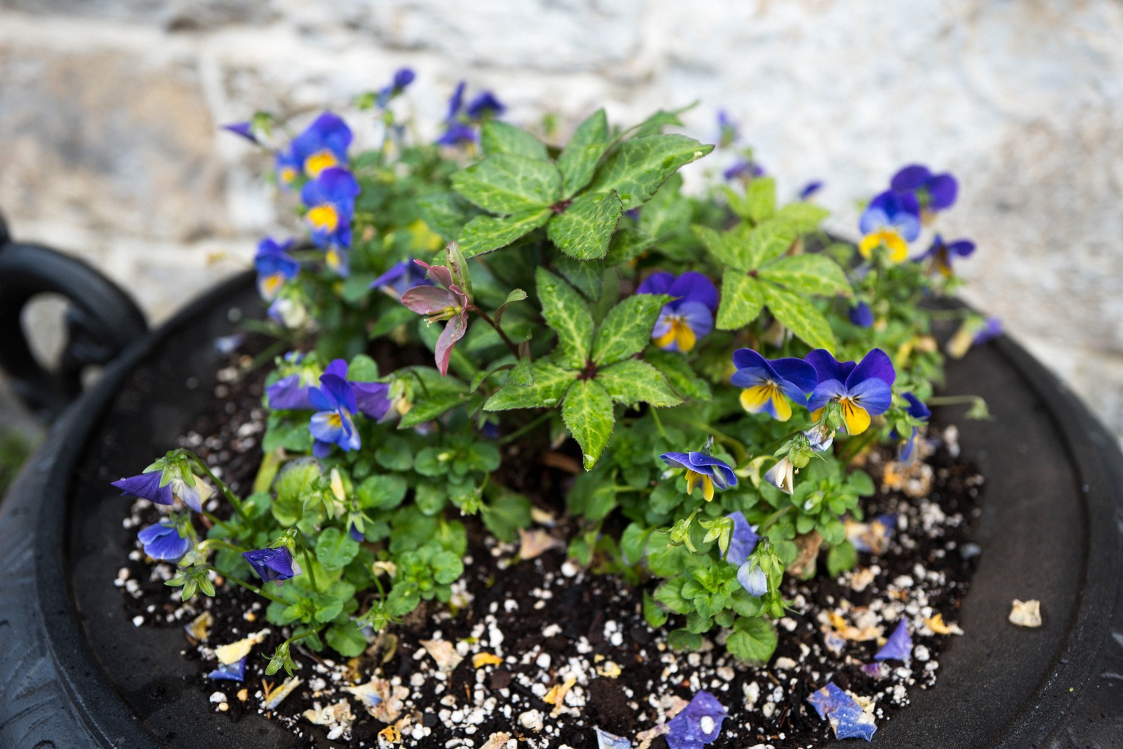 Vibrant Blooms in Earthy Pot
