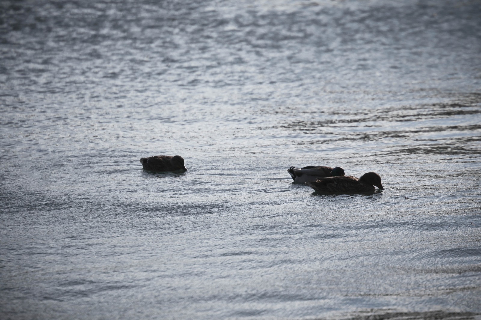 Serenity on the Water