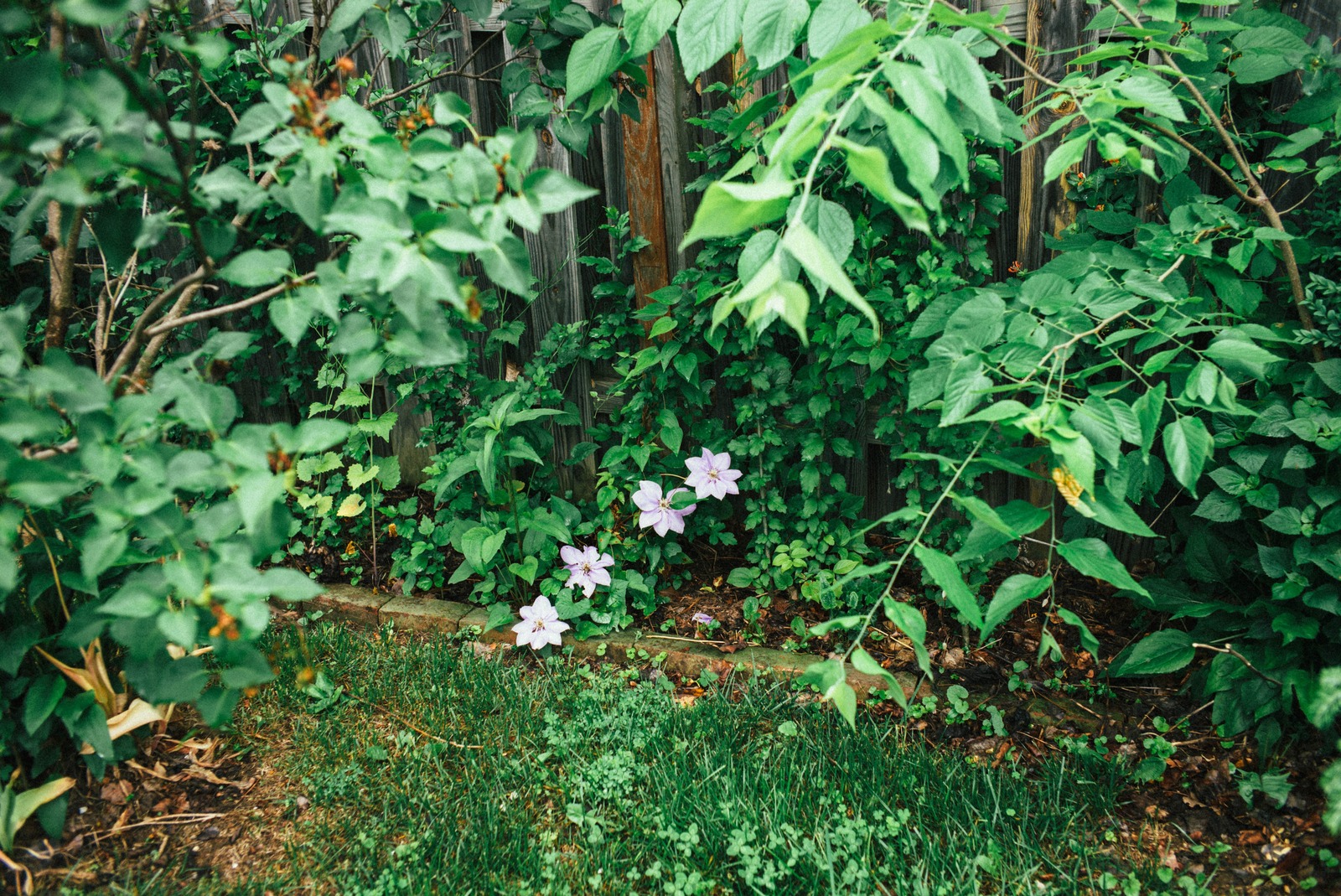 Hidden Floral Serenity