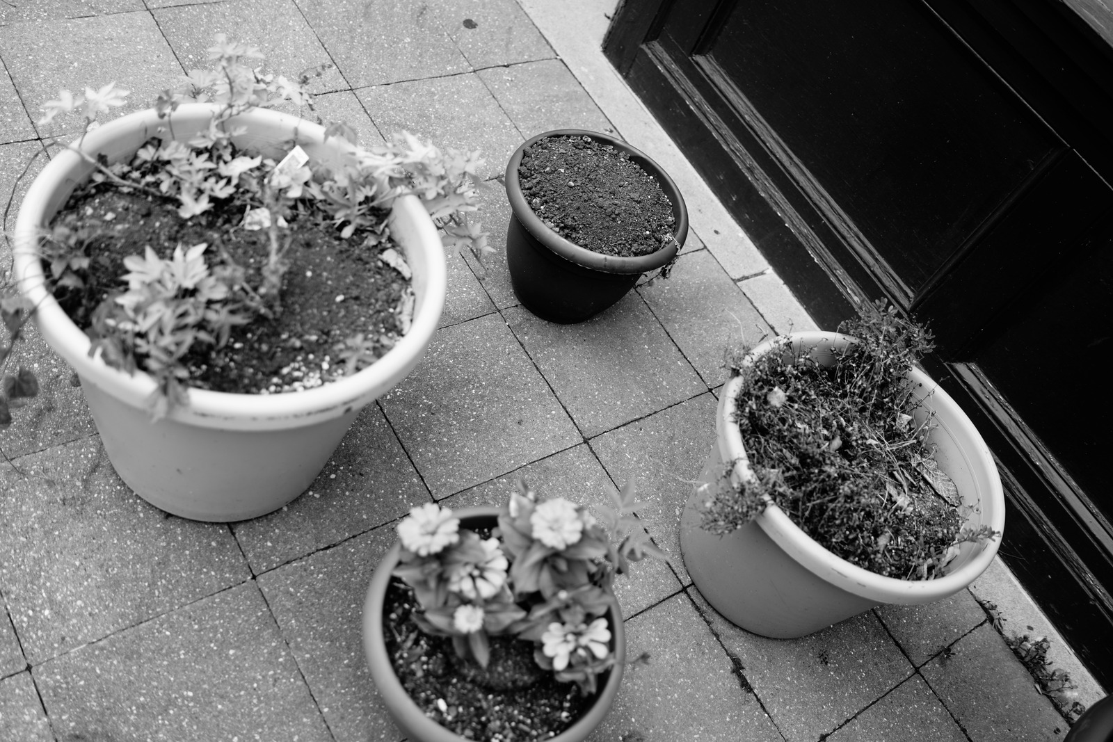 Quiet Urban Greenery