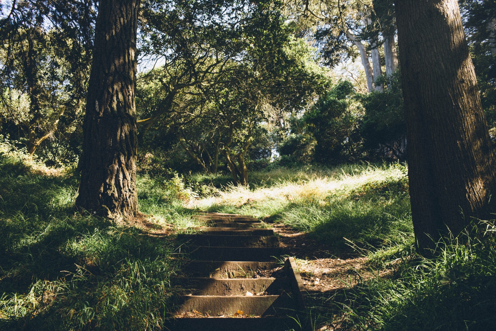 Whispers of the Woods