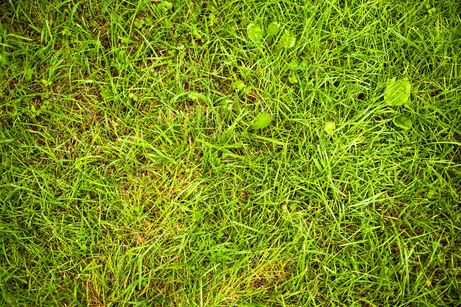 Lush Greenery Underfoot