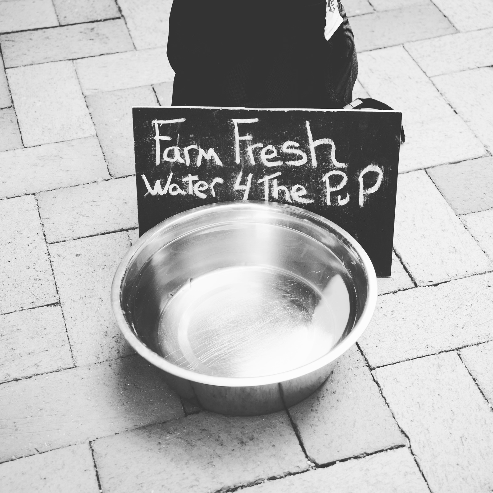 Refreshment for the Pup