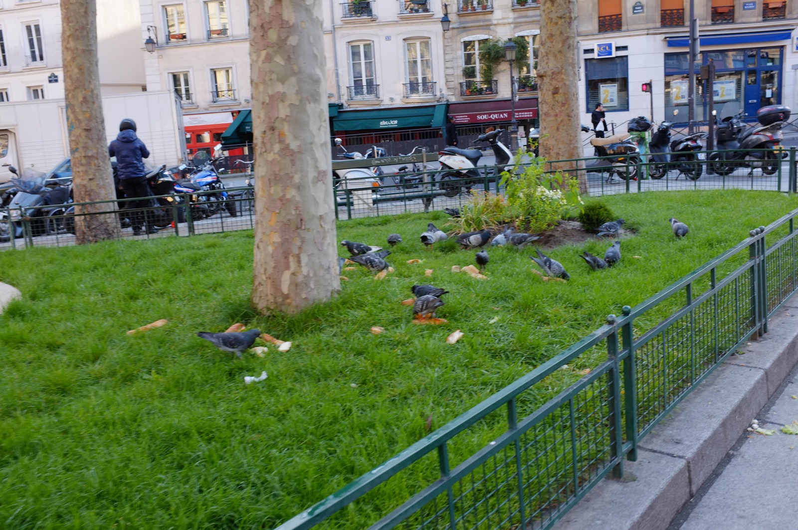 City Pigeons at Play