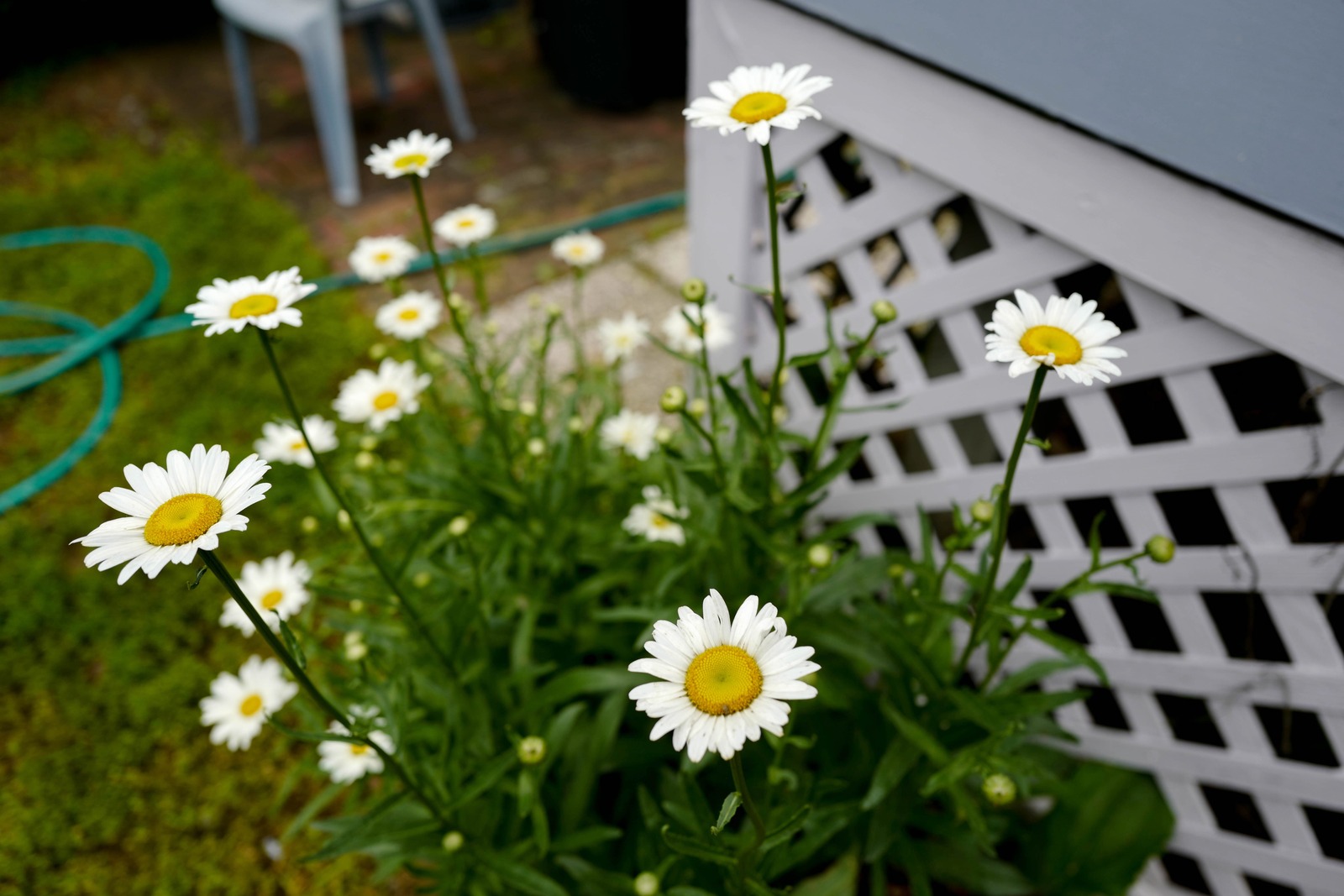 Daisies in the Garden