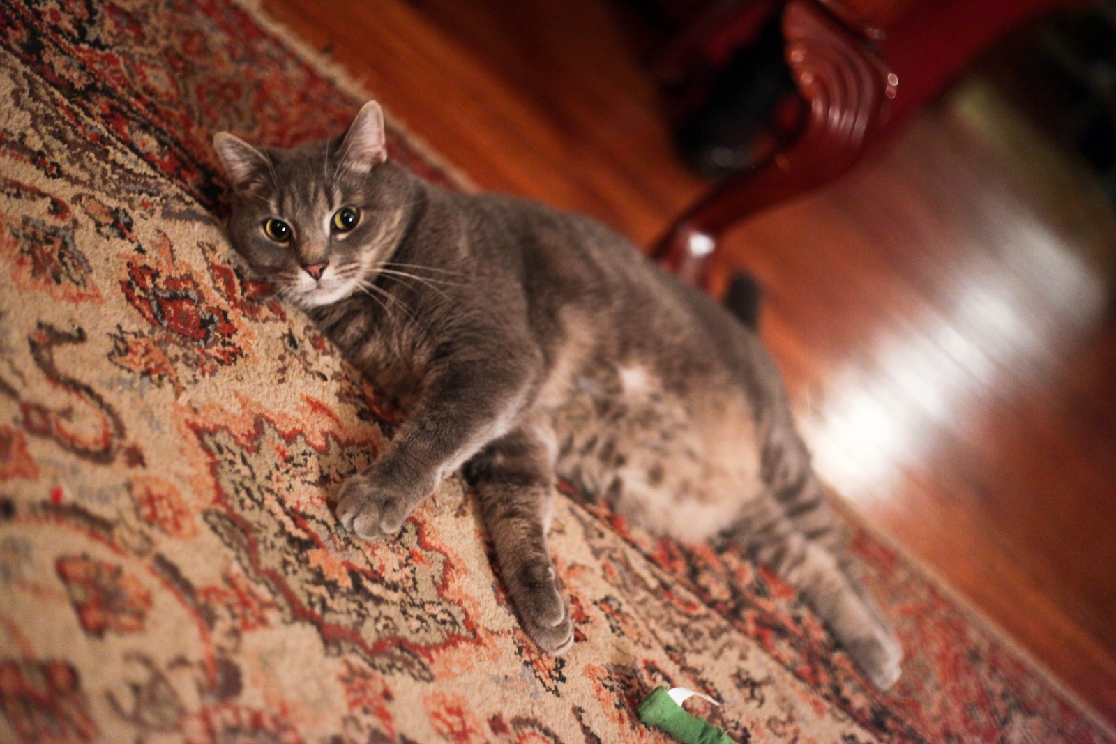 Lazy Afternoon Whiskers