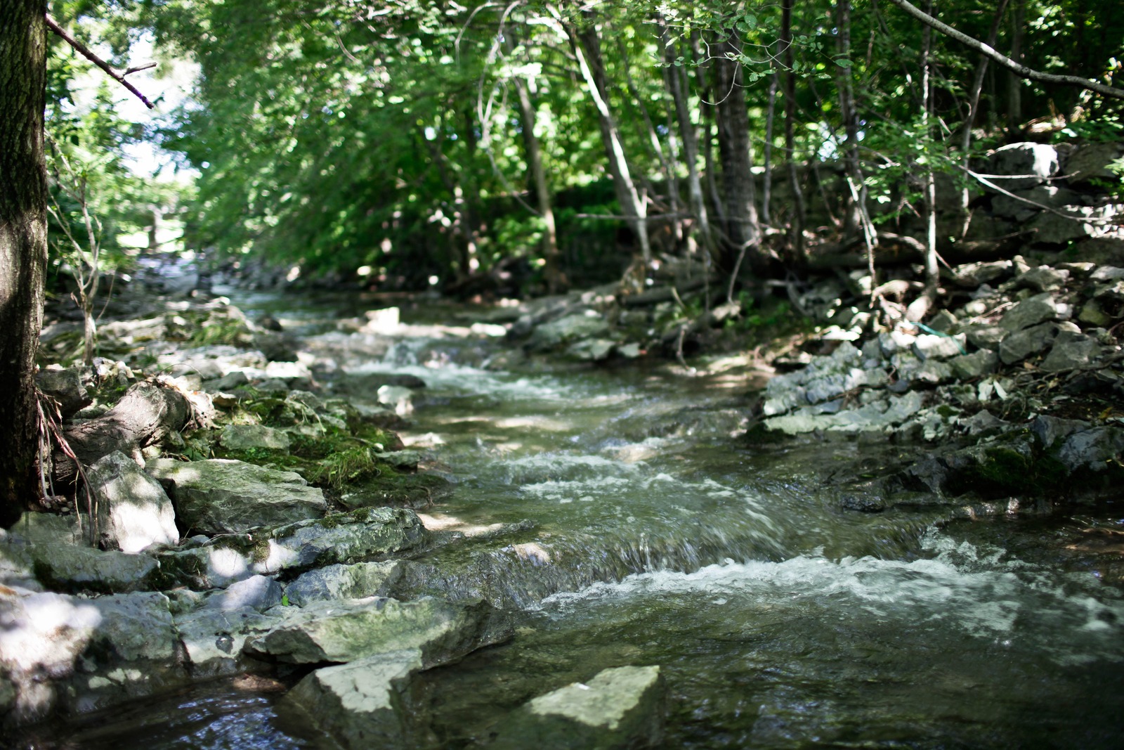 Whispers of the Stream