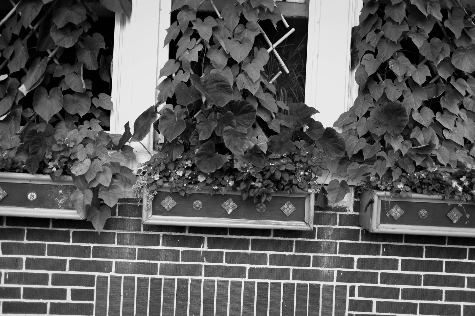 Whispers of Nature and Architecture