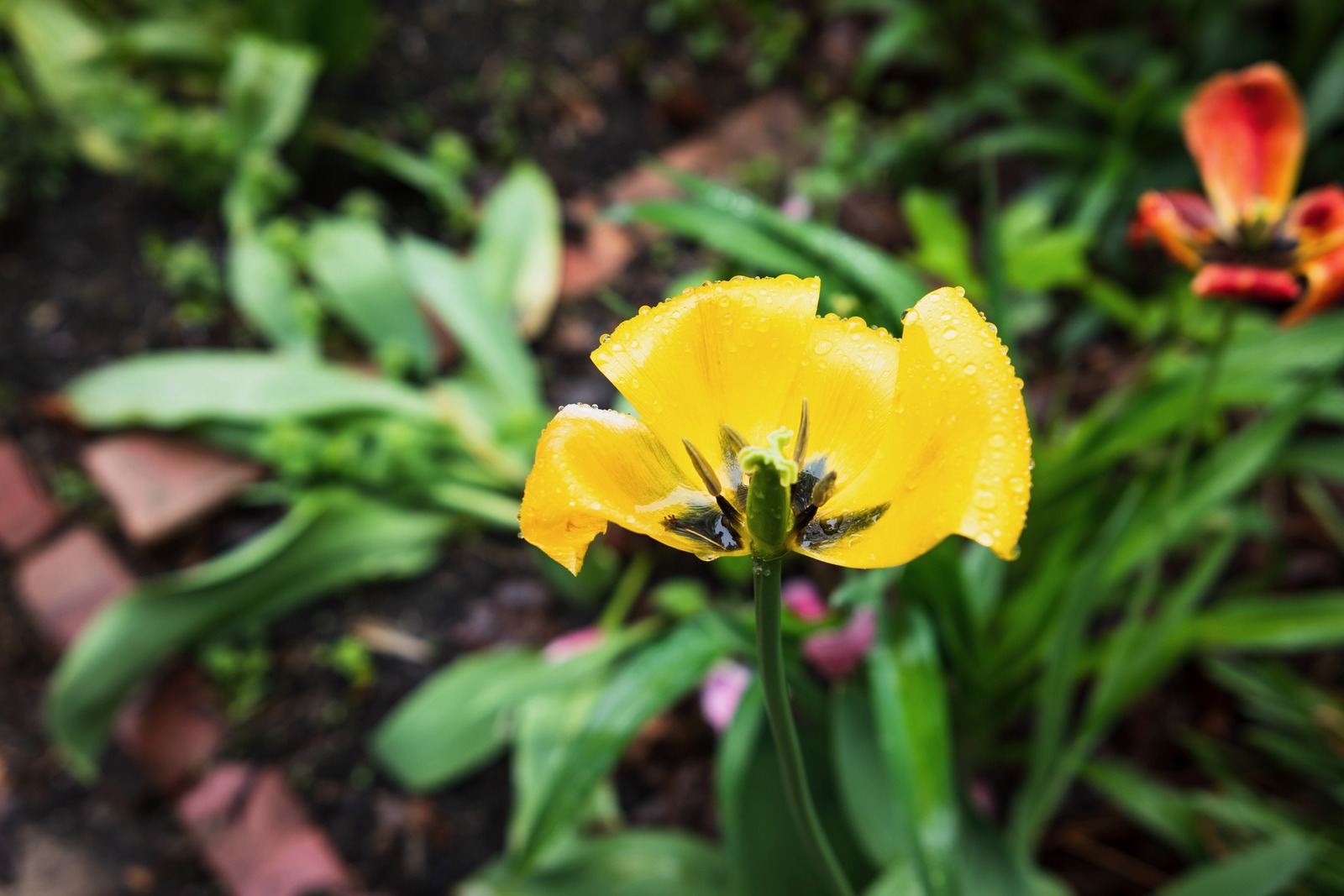 Drenched in Sunshine